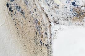 Trusted Mayfair, CA Mold Remediation Experts